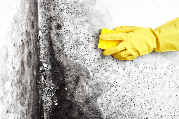 Best Residential Mold Remediation in Channelview, TX