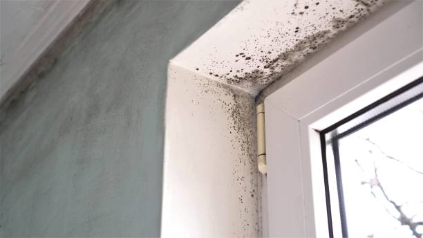 Best Mold Remediation for Specific Building Types in Channelview, TX