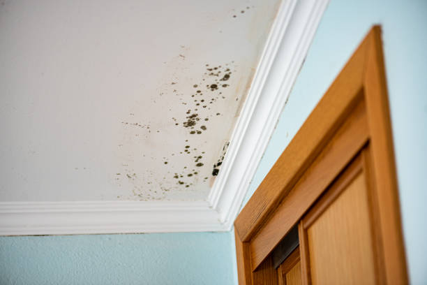 Professional Mold Remediation in Channelview, TX