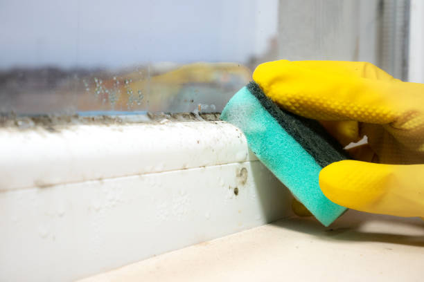 Best White Mold Remediation in Channelview, TX