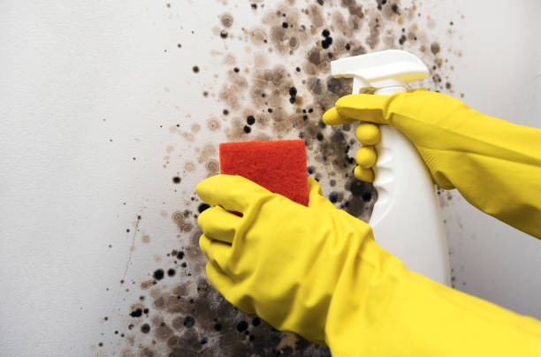 Best Basement Mold Remediation in Channelview, TX