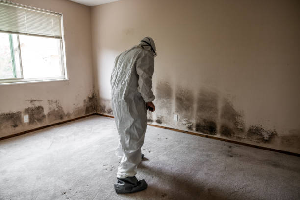 Best Crawl Space Mold Remediation in Channelview, TX