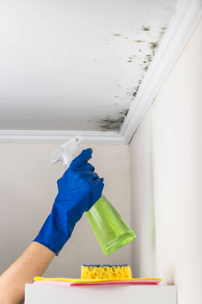 Best Attic Mold Remediation in Channelview, TX